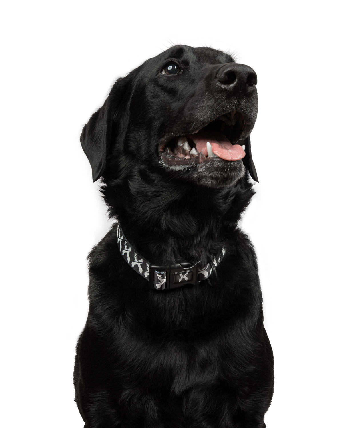 Rex Dog Collar (Black/White)
